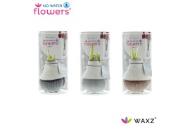 Hippeastrum gewaxt No Water Flowers Waxz® Dipz Natural in koker2 tak/p