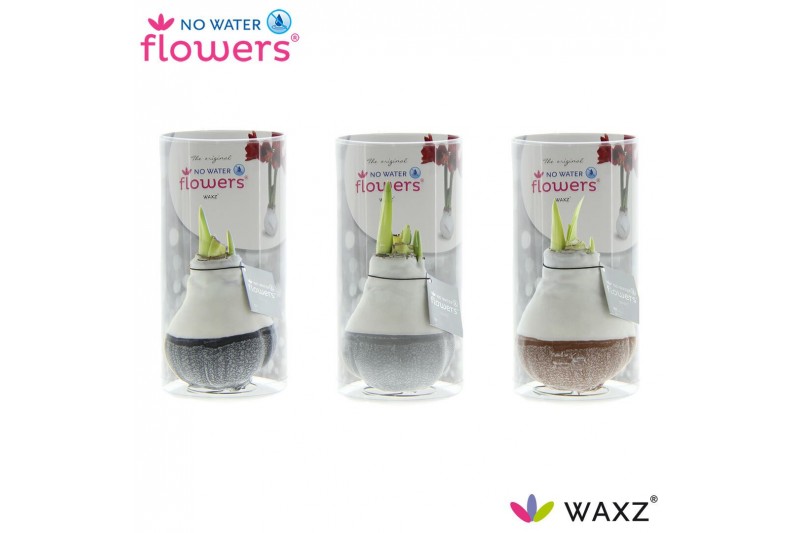 Hippeastrum gewaxt No Water Flowers Waxz® Dipz Natural in koker2 tak/p 