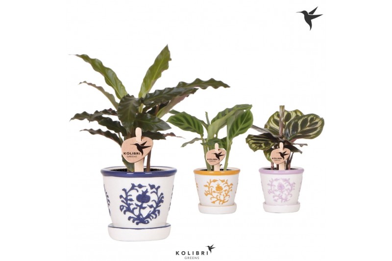Calathea mix Kolibri Greens Calathea mix in Malaga pot mix1 pp 