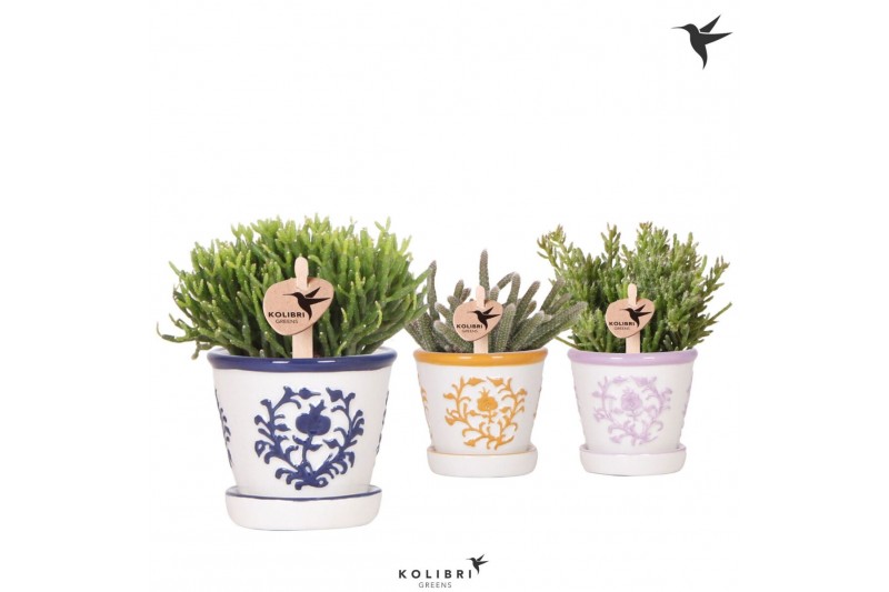 Rhipsalis mix Kolibri Greens Rhipsalis mix in Malaga pot mix1 pp 