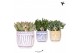 Succulenten mix Kolibri Greens Succulenten mix in Granada pot mix1 pp 
