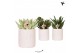 Succulenten mix Kolibri Greens Succulenten mix in Floral pot mix1 pp 