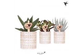 Succulenten mix Kolibri Greens Succulenten mix in Mozaiek pot1 pp