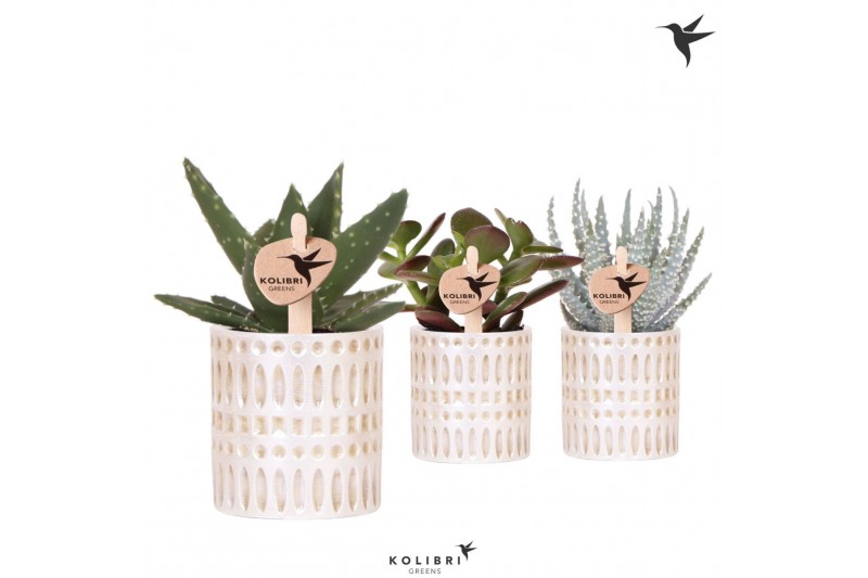 Succulenten mix Kolibri Greens Succulenten mix in Mozaiek pot1 pp 