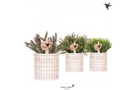 Rhipsalis mix Kolibri Greens Rhipsalis mix in Mozaiek pot1 pp