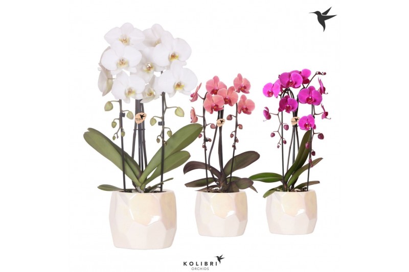 Phalaenopsis elegant cascade Kolibri Orchids Cascade Niagara fall 2 sp 