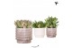 Succulenten mix Kolibri Greens Succulenten mix in Marble pot mix1 pp 
