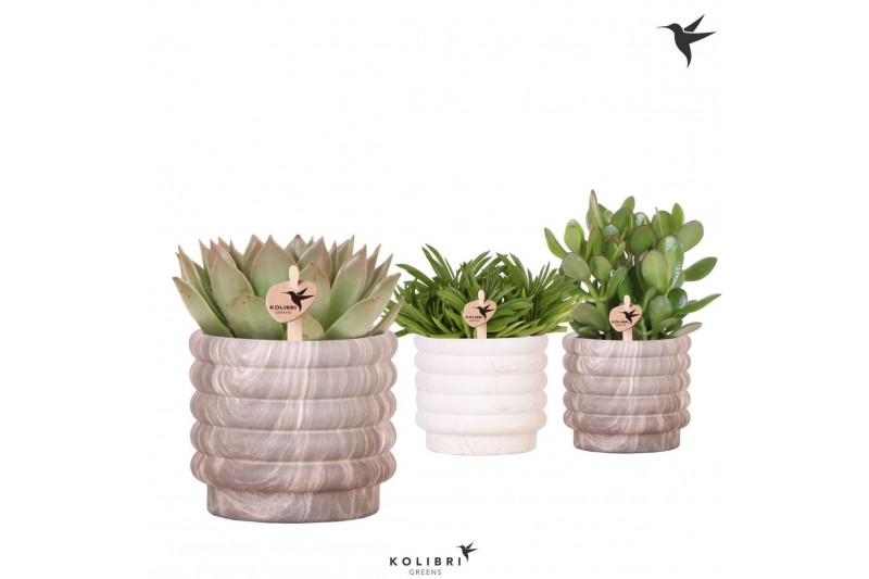 Succulenten mix Kolibri Greens Succulenten mix in Marble pot mix1 pp 