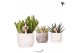Succulenten mix Kolibri Greens Succulenten mix in Marble pot mix1 pp 