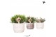 Rhipsalis mix Kolibri Greens Rhipsalis mix in Marble pot mix1 pp 