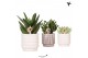 Succulenten mix Kolibri Greens Succulenten mix in Marble pot mix1 pp 