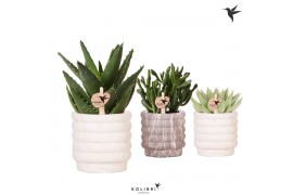 Succulenten mix Kolibri Greens Succulenten mix in Marble pot mix1 pp