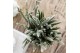 Rhipsalis mix Kolibri Greens Rhipsalis mix in Marble pot mix1 pp 