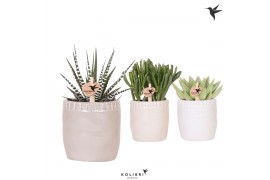 Succulenten mix Kolibri Greens Succulenten mix in Stones pot mix1 pp
