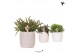 Rhipsalis mix Kolibri Greens Rhipsalis mix in Stones pot mix1 pp 