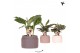 Calathea mix Kolibri Greens Calathea mix in Hieroglyph pot mix1 pp 