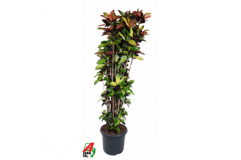 Codiaeum variegatum mrs iceton Codiaeum Mrs Iceton1 pp 