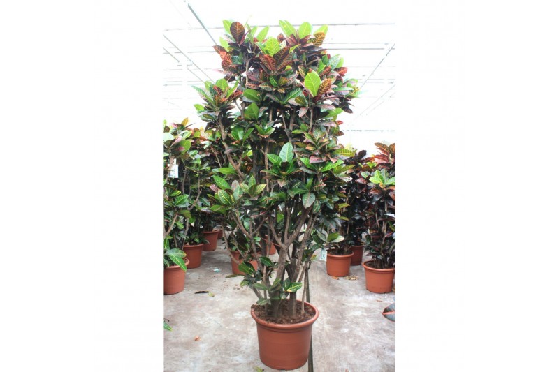 Codiaeum variegata petra Codiaeum Petra1 pp 