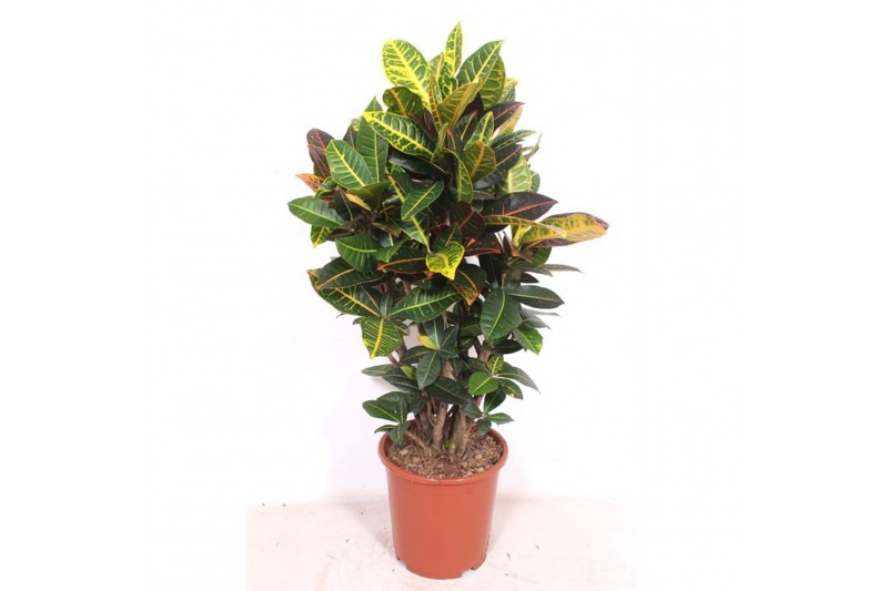 Codiaeum variegata petra Codiaeum Petra (Croton Petra)1 pp 