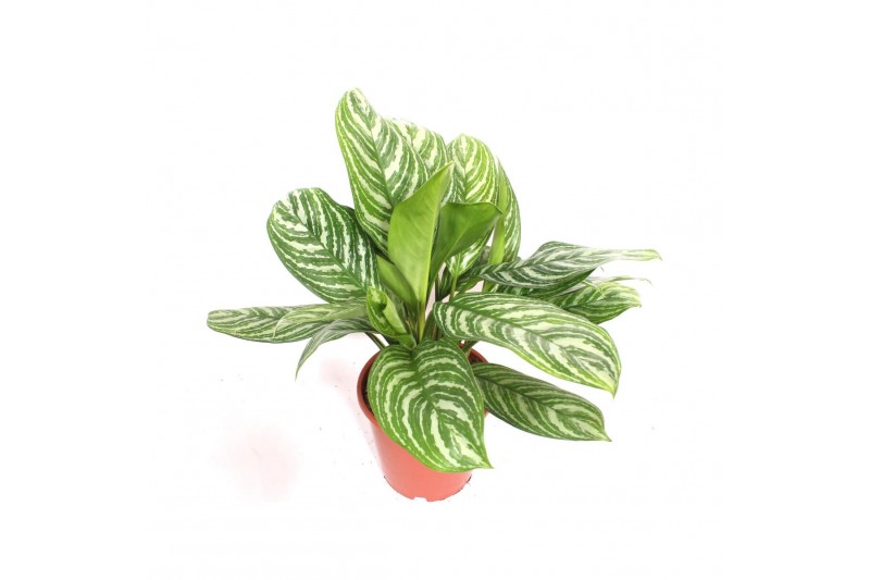 Aglaonema stripes Aglaonema Stripes2 pp 