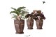 Calathea mix Kolibri Greens Calathea mix in Totem Mask pot1 pp 