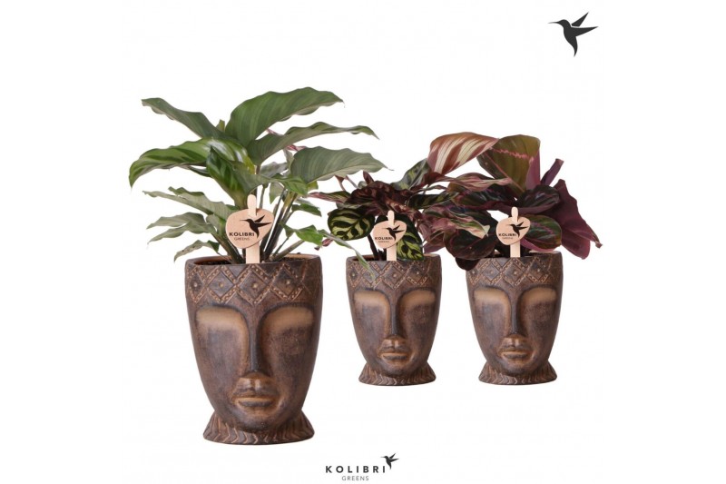 Calathea mix Kolibri Greens Calathea mix in Totem Mask pot1 pp 