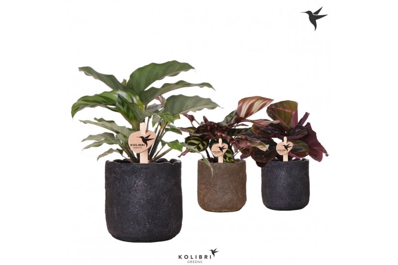 Calathea mix Kolibri Greens Calathea mix in Moon pot mix1 pp 
