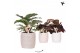 Calathea mix Kolibri Greens Calathea mix in Stones pot mix1 pp 