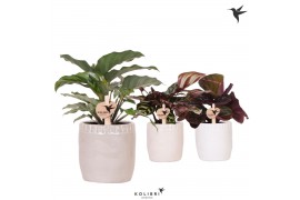 Calathea mix Kolibri Greens Calathea mix in Stones pot mix1 pp