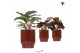 Calathea mix Kolibri Greens Calathea mix in Classy pot red1 pp 
