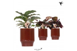 Calathea mix Kolibri Greens Calathea mix in Classy pot red1 pp