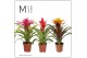 Bromelia mix Bromelia Happy - 12cm | Mimesis 