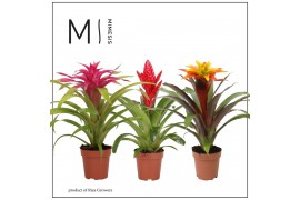 Bromelia mix Bromelia Happy - 12cm | Mimesis