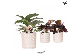 Calathea mix Kolibri Greens Calathea mix in Diamond Pearl pot traverti