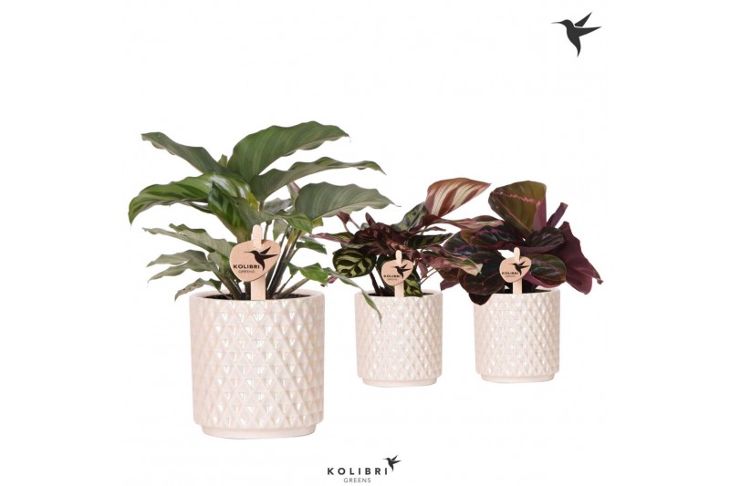 Calathea mix Kolibri Greens Calathea mix in Diamond Pearl pot traverti 