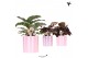 Calathea mix Kolibri Greens Calathea mix in Painted Stripe pot pink mi 