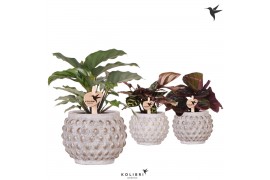 Calathea mix Kolibri Greens Calathea mix in Marrakesh pot gold copper1