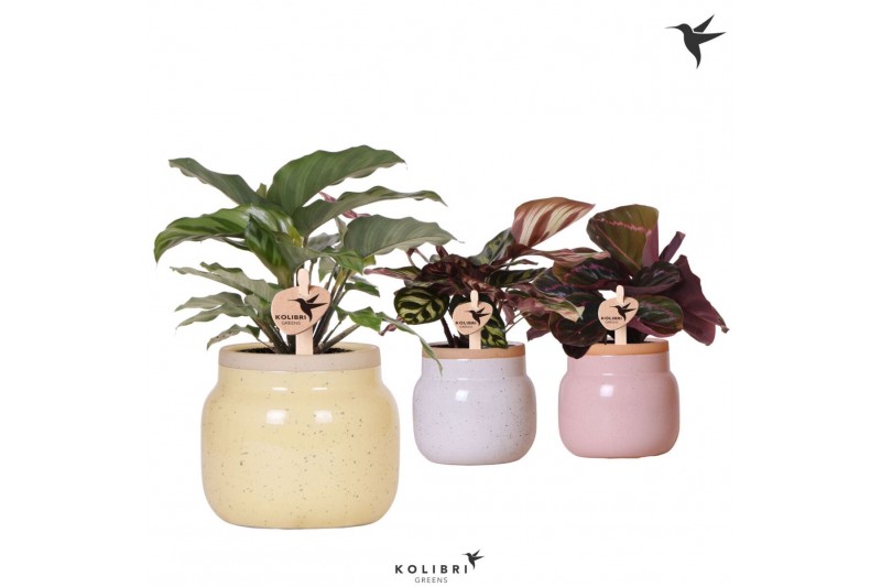 Calathea mix Kolibri Greens Calathea mix in Vintage Bowl pot mix1 pp 