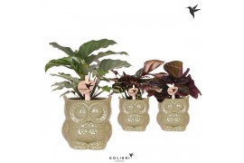 Calathea mix Kolibri Greens Calathea mix in Owl pot green1 pp