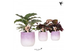 Calathea mix Kolibri Greens Calathea mix in Gradience pot lila mix1 pp