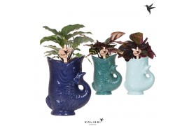 Calathea mix Kolibri Greens Calathea mix in Fish pot blue mix1 pp