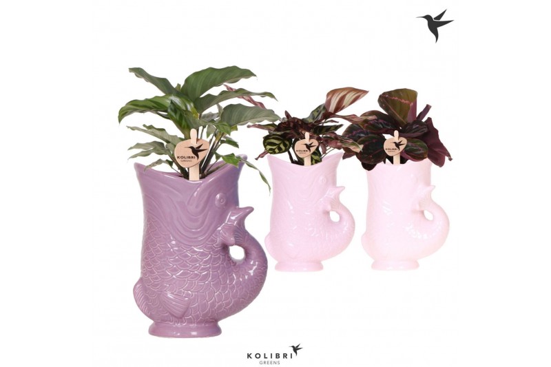 Calathea mix Kolibri Greens Calathea mix in Fish pot lila mix1 pp 