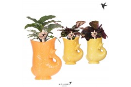 Calathea mix Kolibri Greens Calathea mix in Fish pot yellow mix1 pp