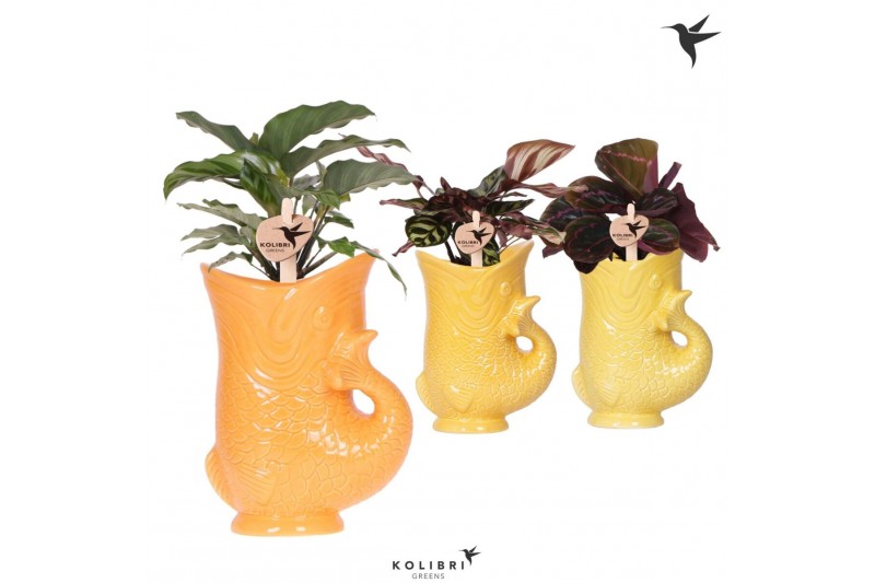 Calathea mix Kolibri Greens Calathea mix in Fish pot yellow mix1 pp 