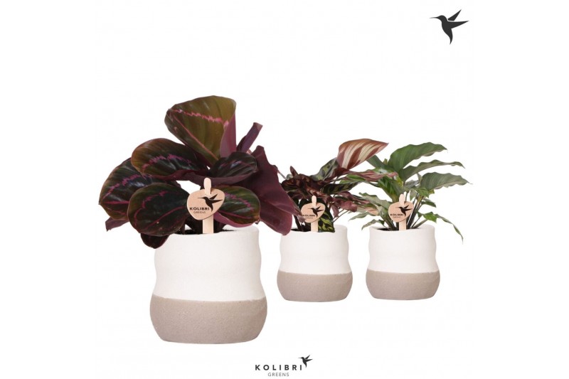 Calathea mix Kolibri Greens Calathea mix in Imperfect pot1 pp 