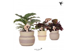 Calathea mix Kolibri Greens Calathea mix in Ethnic pot khaki mix1 pp