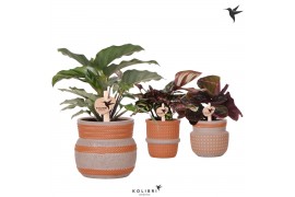 Calathea mix Kolibri Greens Calathea mix in Ethnic pot terracotta mix1