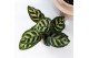 Calathea mix Kolibri Greens Calathea mix in Ethnic pot terracotta mix1 