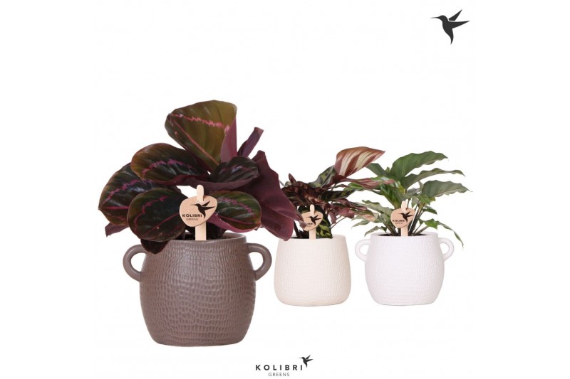 Calathea mix Kolibri Greens Calathea mix in Scales pot mix1 pp 