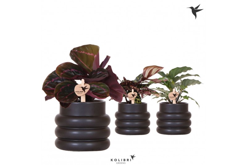 Calathea mix Kolibri Greens Calathea mix in Bubble pot black1 pp 